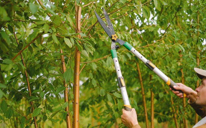 Tree trimming in Richfield Springs, NY